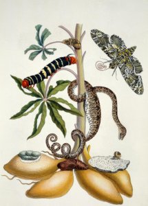 Cassava / M.S. Merian